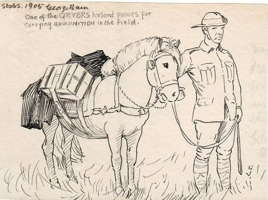 Icelandic pony for carrying ammunition in the field